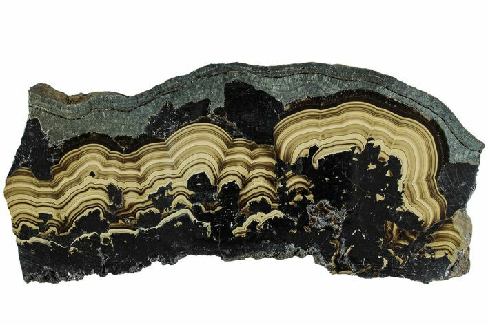 Polished Schalenblende Slice - Poland #228200